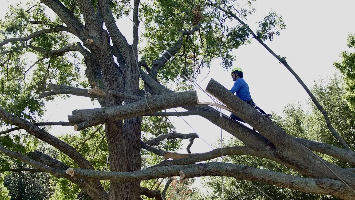 Professional Crown Thinning performed by certified arborists in Bear Lake